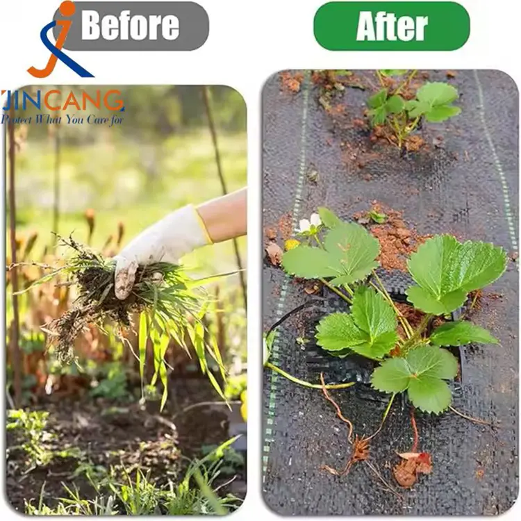 Pp toxunmuş alaq otu